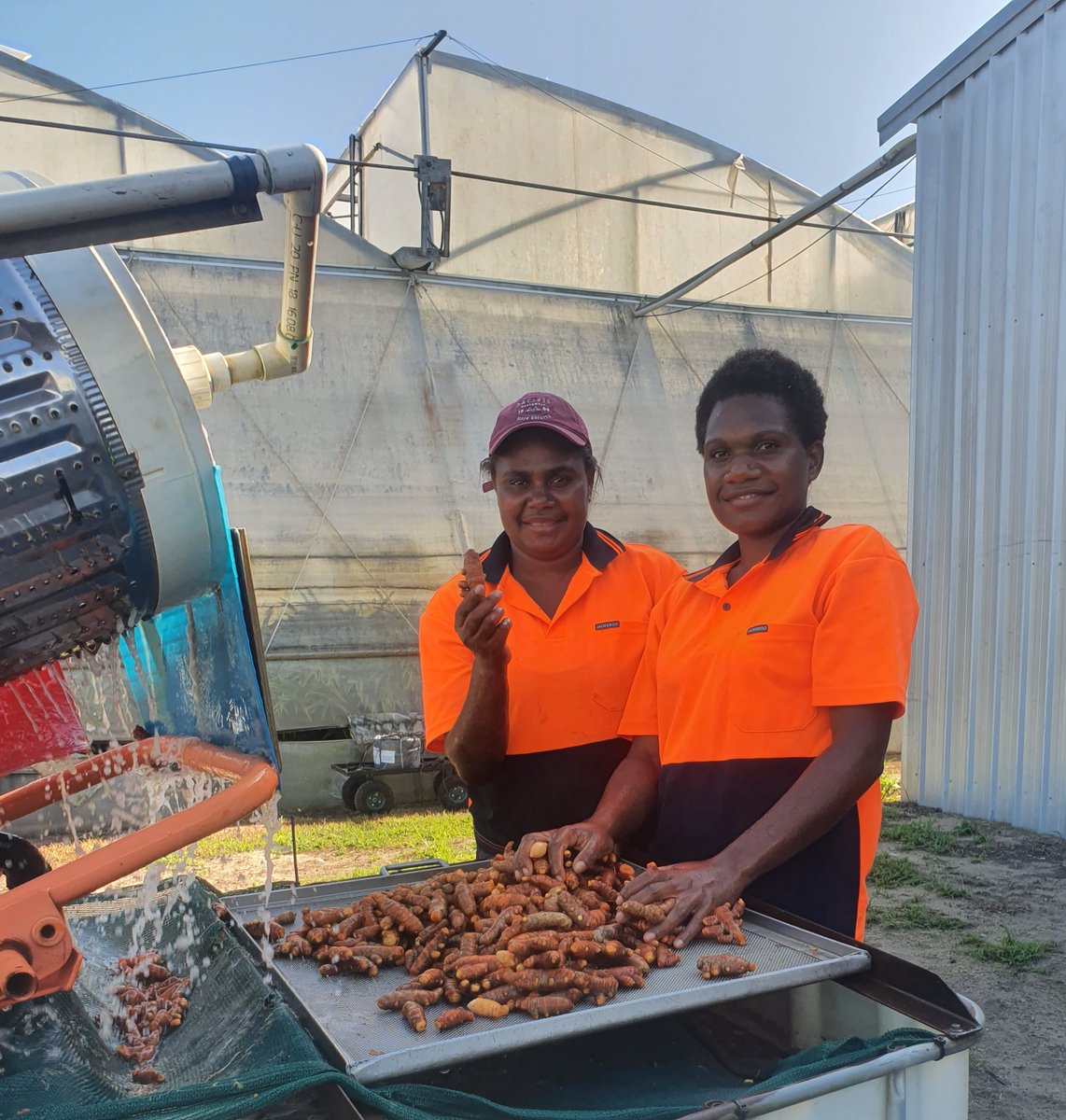 carterspencerhq's tweet photo. Mary & Mariean are busy washing our turmeric to remove any dirt from the harvest. If you haven't tried this wonder spice yet, we suggest you try adding it to your curries, eggs, fresh juice, tea or coffee β #turmeric #carterandspencer #spencerranch #qldfarms #spice https://t.co/h243Ox8PY7