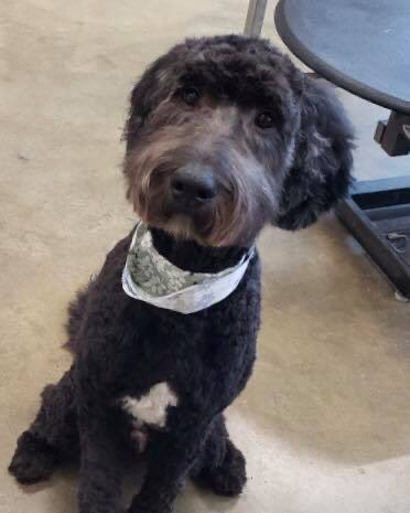 FetchersOlathe's tweet photo. #freshcutwednesday βοΈπΆ
Need a grooming appointment? Call us today! https://t.co/DoIQgKyQFP