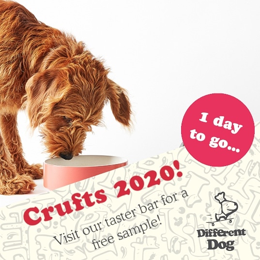 _differentdog's tweet image. Just one day left until the biggest event in the UK dog calender! @Crufts kicks off tomorrow and we can't wait to make lots of new four-legged friends 🐶💕 Come and grab a free sample of our food from our taster bar in hall 4 stand 80 🐾🏆 #crufts #differentdog