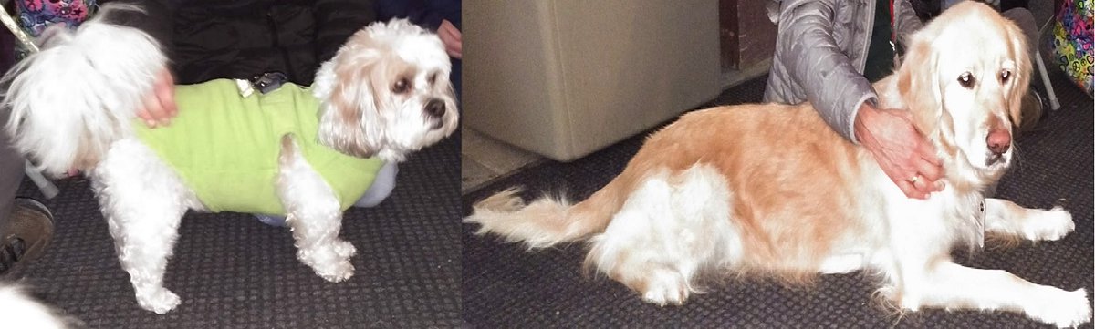 ICLibraryCirc's tweet photo. Thank you to Cornell Companions, Max and Sybil, for visiting the IC Library today! https://t.co/jhzjL1E4l3
