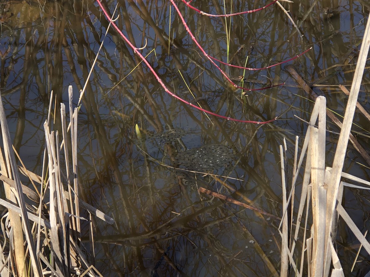 Lots of Green School happenings today! Green Club did a skit on WPAR about Waste Free Wednesday. An intern from Outdoor School came and helped us set up tanks for our frog eggs. A pair of Bluebirds were spotted near a Bluebird box. Wood frogs have laid eggs in our vernal pond