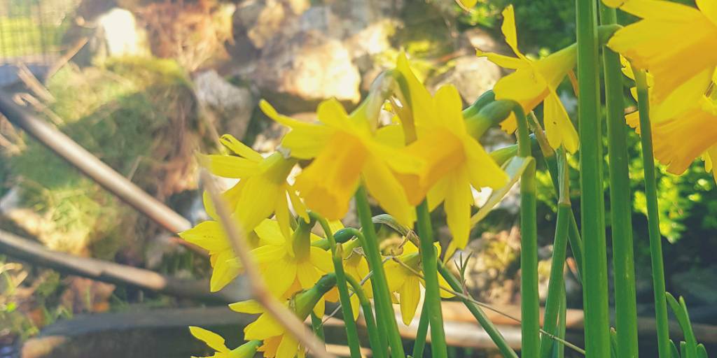 larkhilltipis's tweet photo. A few days after St Davids Day but out Daffs are now out and looking lovely...photo taken yesterday....today its a bit grey #wales #daffs #spring #springisintheair #glamping https://t.co/H51TUXYD6e