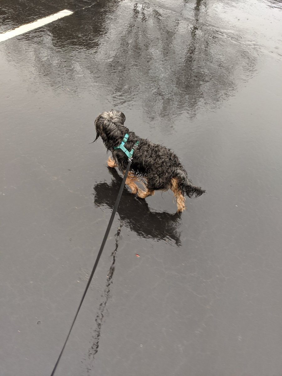 SPLMunch's tweet image. Rain wont slow me down 😤