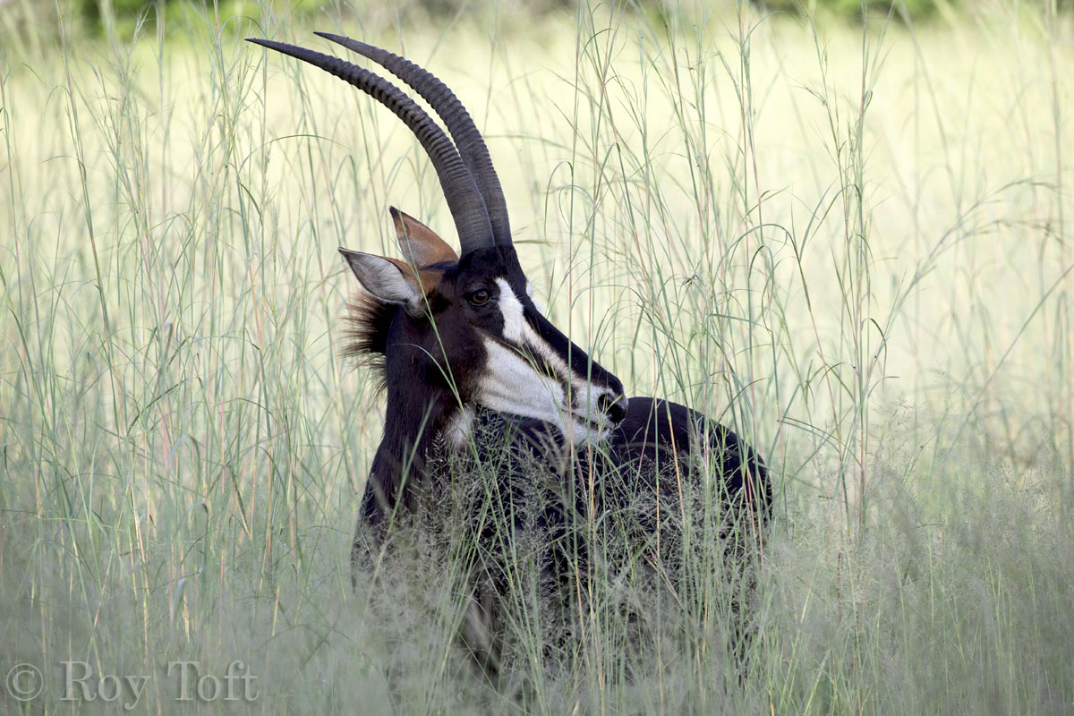 PiperandHeath's tweet photo. Lion may be the king, but the magnificent sable antelope must surely be prince of all African wildlife. Adult sables can weigh in at over 200 kg while their distinctive curved horns can measure up to 1,6 metres in length. ✨
© 📷 Roy Toft 
#Botswana #wildlife #safari https://t.co/tIlnMjn4Ng