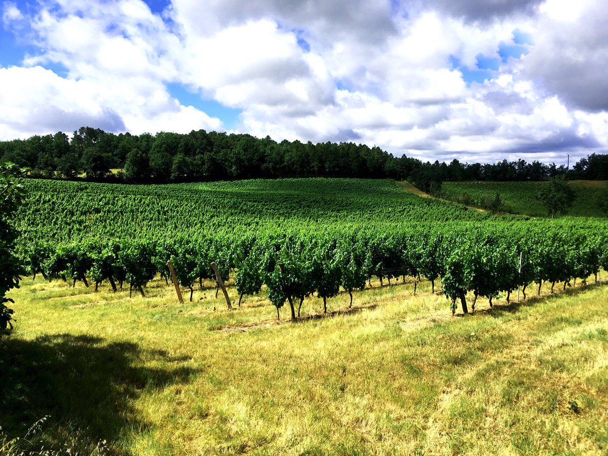Did you know, LATIS is the Celtic word for daylight, which is a reference to both the region’s heritage and the very special daylight in Cahors ❤️🌞
#Malbec