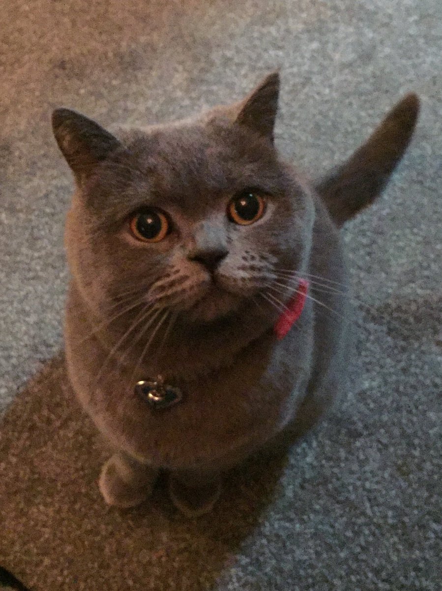 5 today!! 😺🎉
#birthdaygirl #birthday #CatsOfTwitter #whiskerswednesday