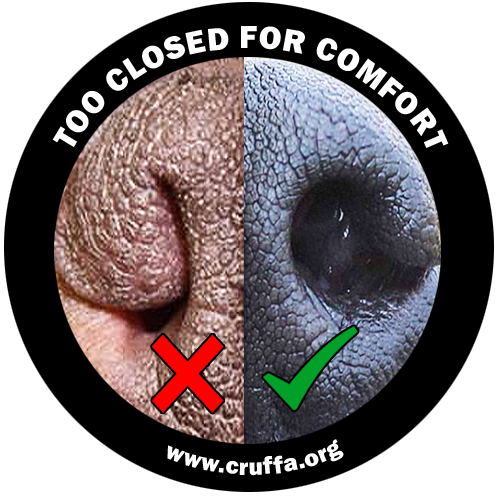A heads-up to the <a href="/TheKennelClubUK/">The Kennel Club</a> on the eve of <a href="/Crufts/">Crufts</a>: dogs are as-near-as-dammit obligate nose breathers and if judges award prizes to dogs with closed nostrils this week, we will be highlighting it on cruffa.org #breedtobreathe