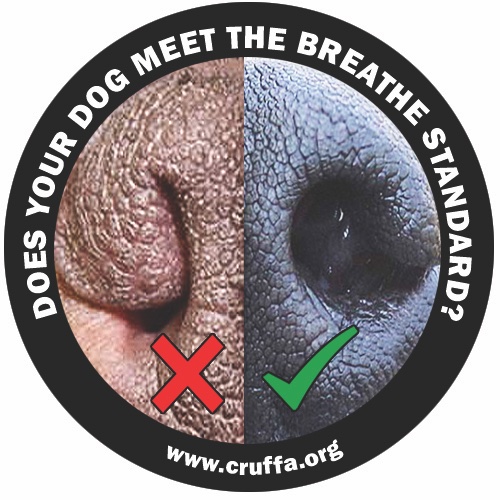 JemimaHarrison's tweet photo. A heads-up to the @TheKennelClubUK on the eve of @Crufts: dogs are as-near-as-dammit obligate nose breathers and if judges award prizes to dogs with closed nostrils this week, we will be highlighting it on https://t.co/1gwUBtD3u6 #breedtobreathe https://t.co/1YqGExgObg