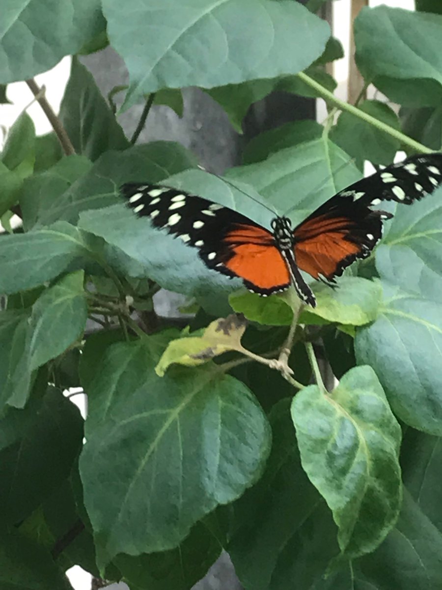3ème « Papillons en liberté » du 4/4 au 17/5/2020 à l’OMP au Sart-Tilman organisé par Espaces Botaniques et <a href="/HexapodaWaremme/">HexapodaWaremme</a>
<a href="/AgroBioTech/">Gembloux Agro-Bio Tech</a> <a href="/UniversiteLiege/">Université de Liège</a> : une promenade parmi des centaines de papillons en vol et pléthore d’informations sur ces insectes