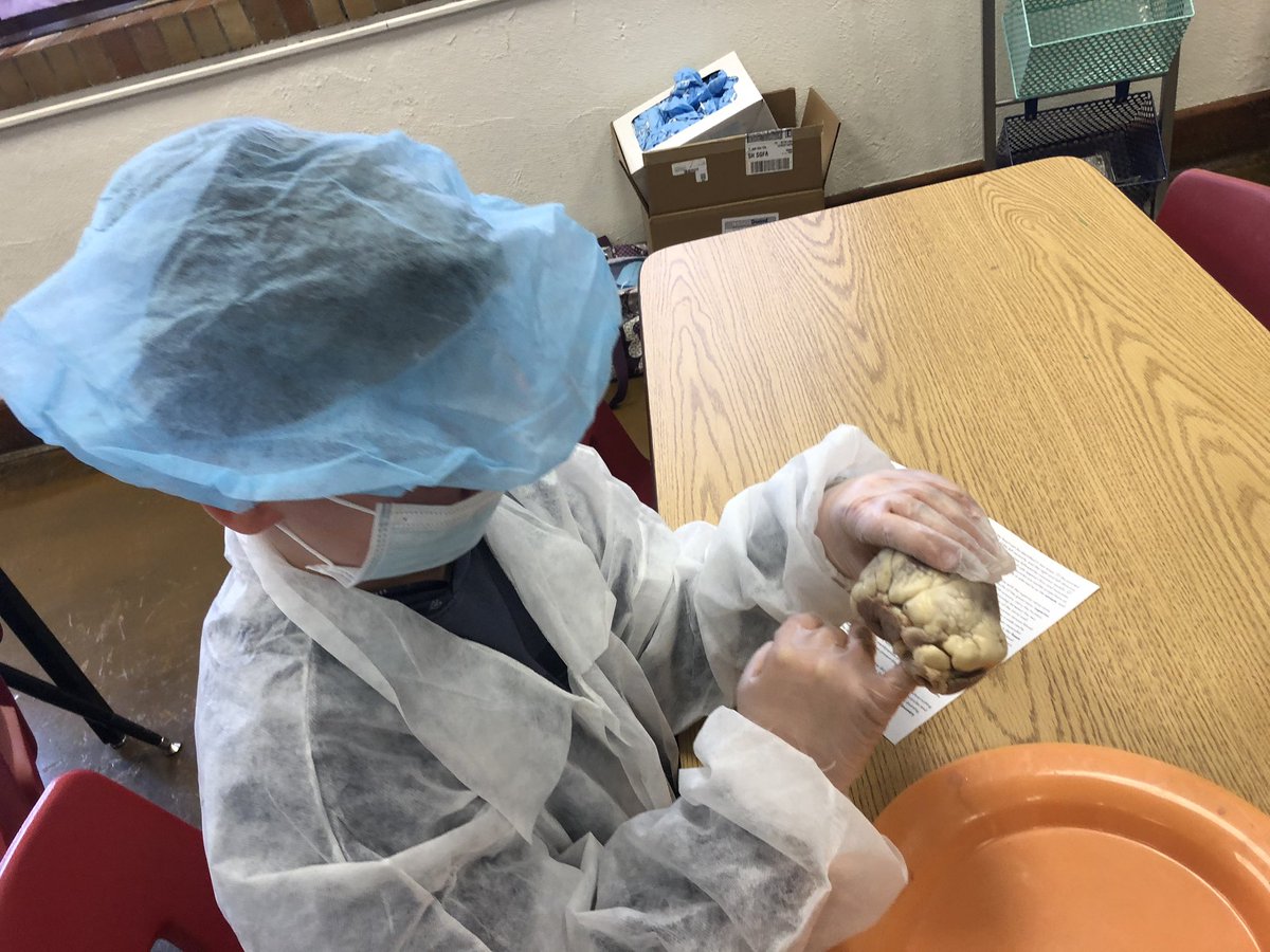 GillespieJerra's tweet photo. These students will be great doctors !  #nofear @PhelpsCenter @BlaineAndrea https://t.co/Veo5yzzMUQ