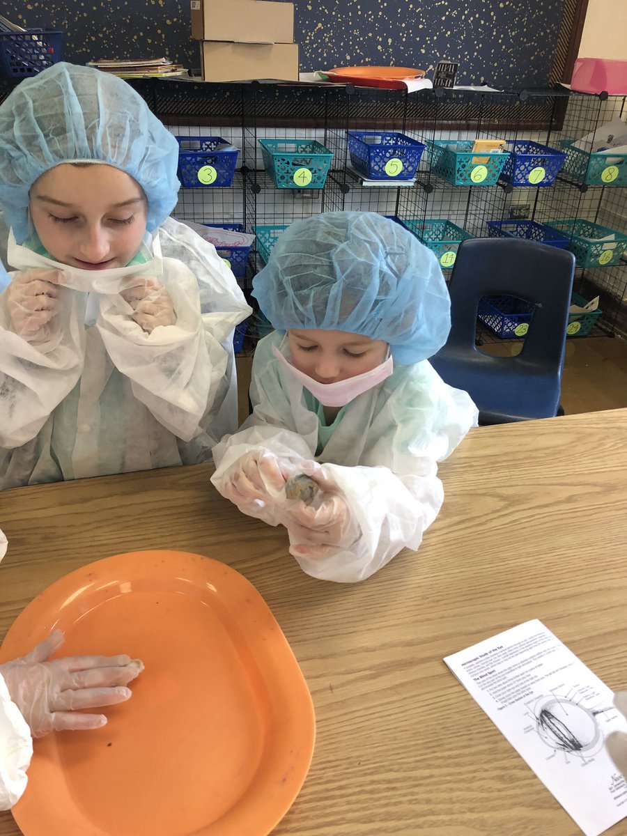 GillespieJerra's tweet photo. These students will be great doctors !  #nofear @PhelpsCenter @BlaineAndrea https://t.co/Veo5yzzMUQ