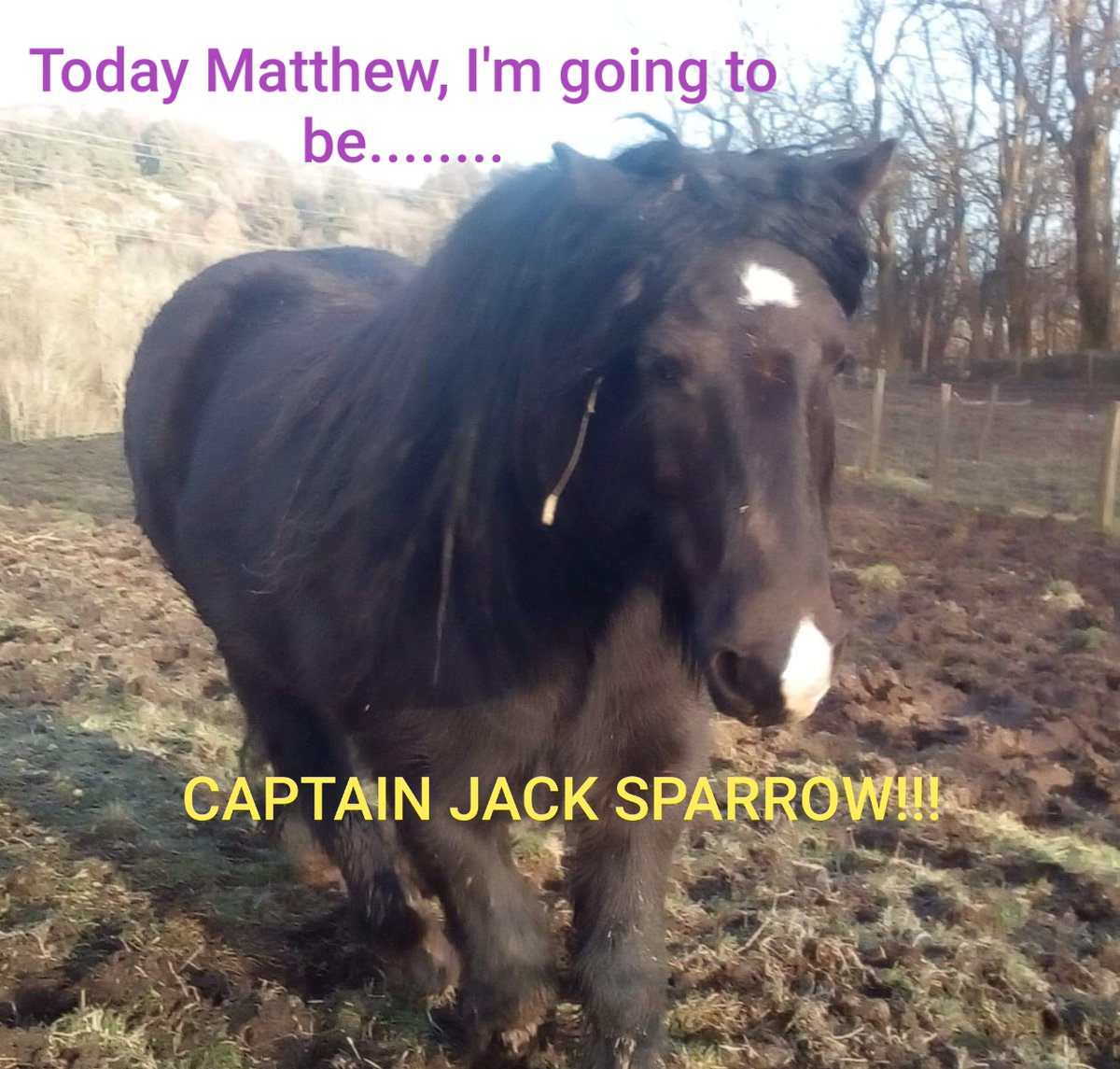 re__animate's tweet photo. Of course he is lol #charity #horses #fellcross https://t.co/ga9Aq6lJrm
