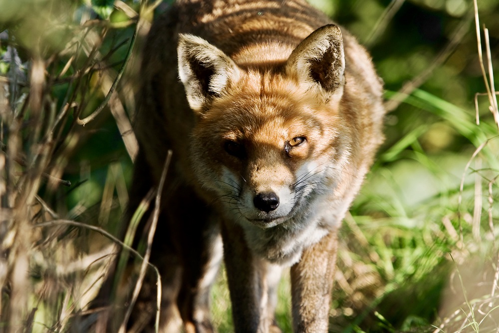 WoodlifeTracks's tweet photo. Come and do a Wilderness Immersion with us 
@HatfieldForest
 3rd-5th April 2020 https://t.co/ukZKhkt3Jc https://t.co/pFQi2PJSHd