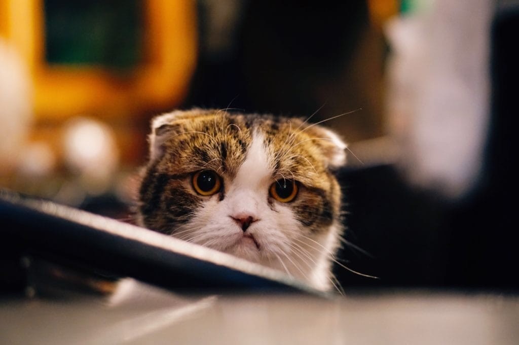 Perkuto's tweet photo. What’s the theme around most #Marketo mistakes? Read more to learn from our own Anna Leary on how she’s handled past mistakes and safeguarded for the future: https://t.co/bBfFY0vOEE https://t.co/9dTuGAx4Nn