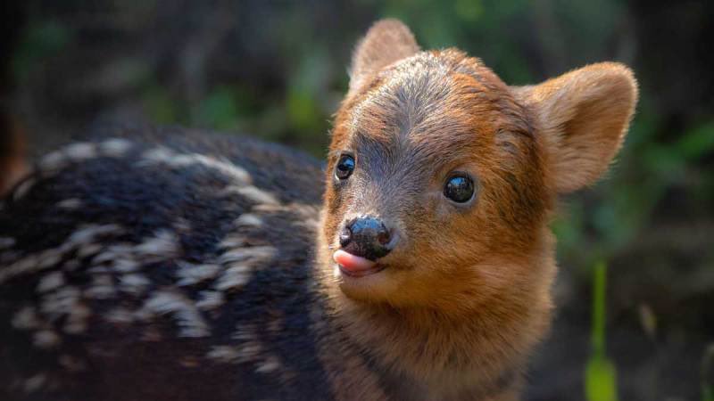 NaweSnape's tweet photo. Vine al sur y me parece relevante informar que acá existe el ciervo más pequeño del mundo y se llama PUDÚ https://t.co/nkszYLtXS1