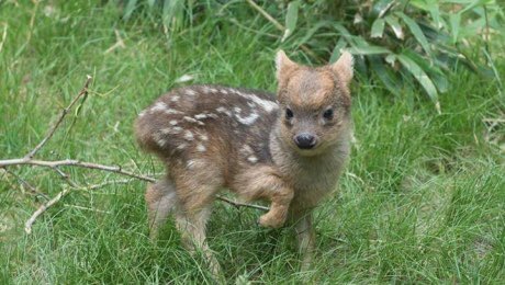 NaweSnape's tweet photo. Vine al sur y me parece relevante informar que acá existe el ciervo más pequeño del mundo y se llama PUDÚ https://t.co/nkszYLtXS1