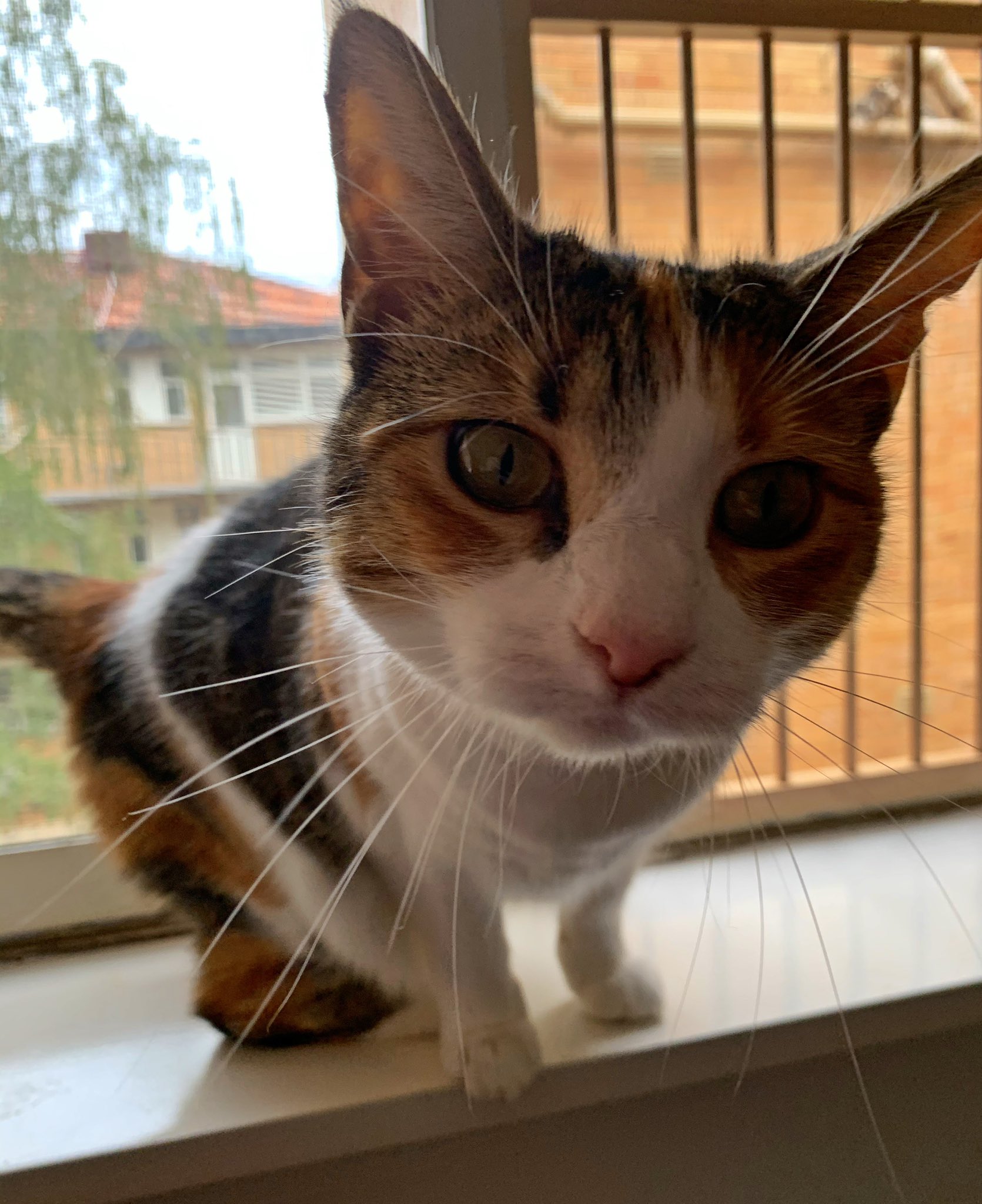 A few days before we found her at the rescue shelter, she was close to death. They fixed her. Her tummy was still shaven from the fix, and she was clumsy and kept tripping over herself. She trilled with every minor thought she had. But she was loved, and she still is. Every day. https://t.co/mwPDaNdPiN