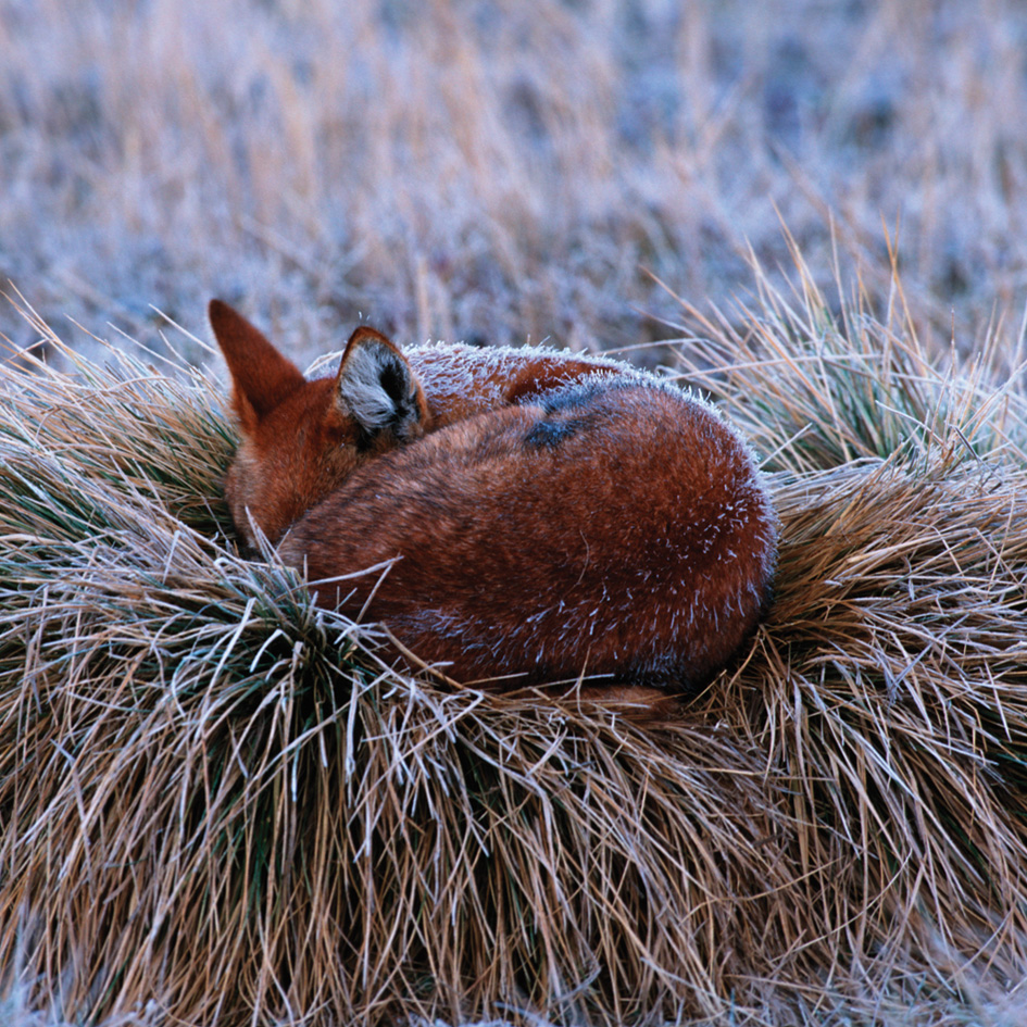 We’re delighted to have joined forces with <a href="/WilderlandFest/">Wilderland Wildlife Film Festival</a> which showcases the best short wildlife films and puts endangered species like Ethiopian wolves in the spotlight. The festival’s 2020 tour started this week and tickets are available across the UK: bit.ly/2VBJPxr
