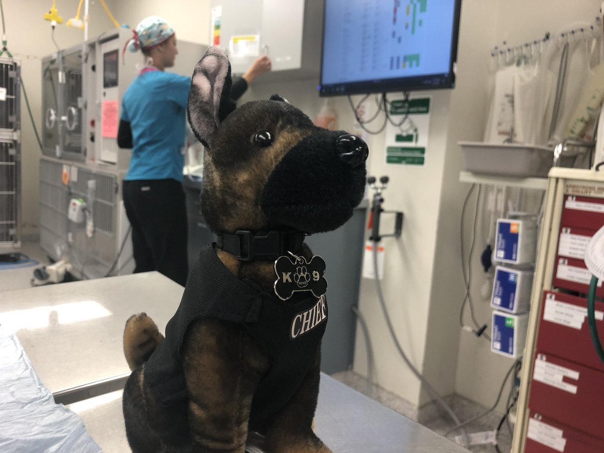 As one of their many ways of saying thank you for saving Chief, <a href="/MosesLakePD/">Moses Lake PD</a> left <a href="/WSUvetmed/">WSUVETMED</a> a mini Chief to help keep them safe 😍