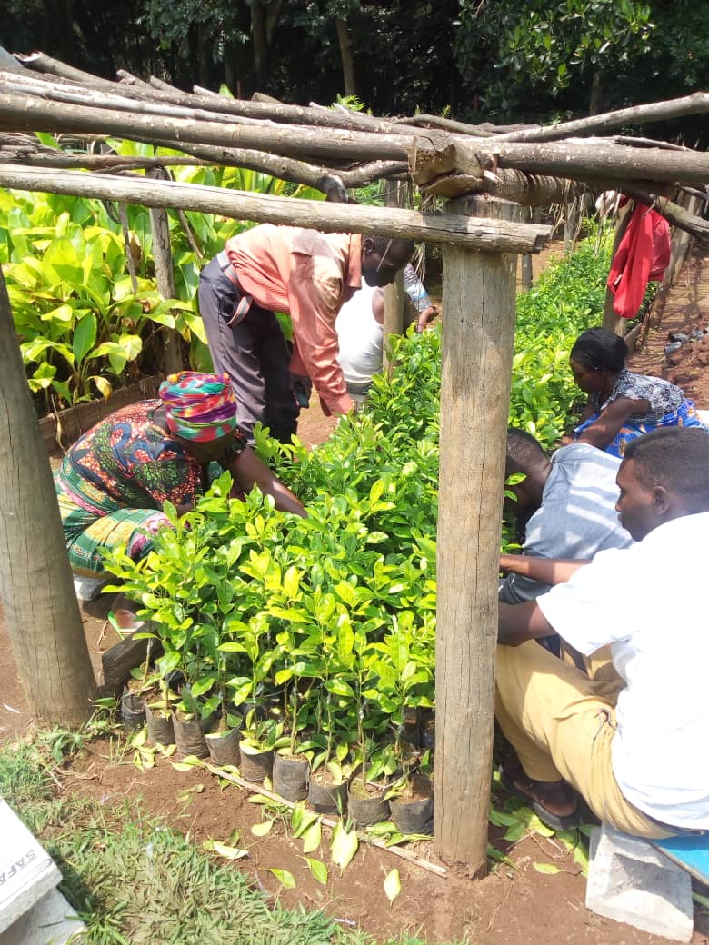 rfncsa_rwanda's tweet photo. RFNCSA_rwanda yatangiye uburyo bwo kwigira hamwe uburyo bwo kongerera ibiti by`imbuto umusaruro buzwi nko kubangurira izi n` imbuto(ingemwe) #indimu. https://t.co/nI93Frb5rH