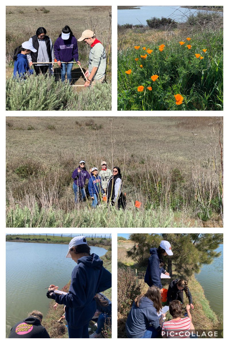 TechBioBek's tweet image. Absolutely gorgeous day with @saveSFbay today the #apbio3 #ndbtigers are citizen scientists collecting data to further marshland restoration!