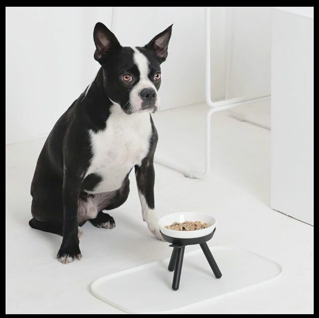 Aurora_Pets's tweet photo. Make mealtimes a stylish affair with the @petssogood Oreo bowl and table, mats also available for messy eaters 😂 #stylishmealtimes https://t.co/9JBMRp1ftZ https://t.co/2SfzZMqDIJ