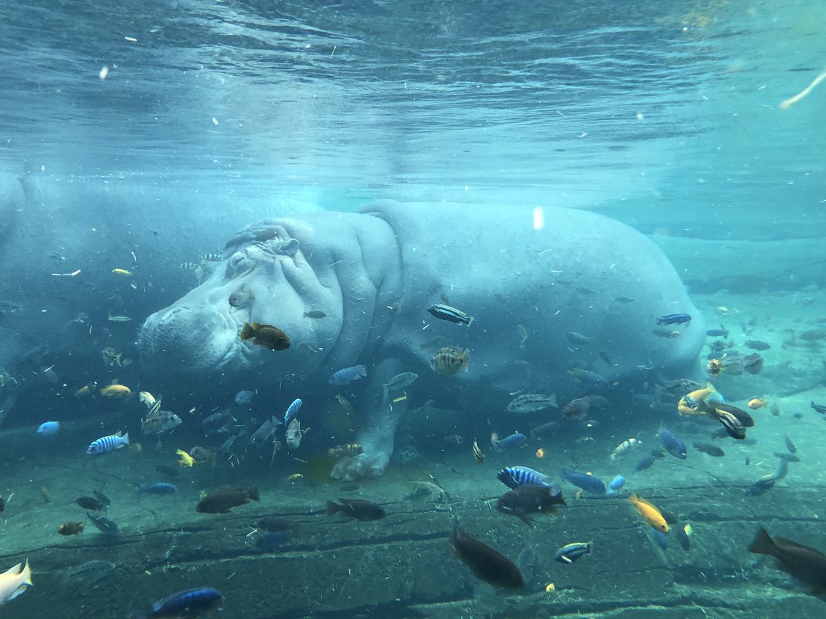 AndrewsInst_TCU's tweet photo. While the hippo was resting this morning, the fish were eating the microscopic organisms off the skin. Symbiosis in action! #fortworthzoo #hippopotamus #ScienceFactWednesday https://t.co/1yLwvIuOiG