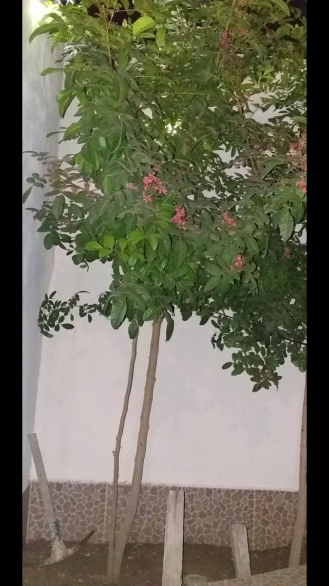 RSTR_oficial's tweet photo. Estos #árboles los plantamos midiendo tan sólo 20 cms de altura, el 27/12/2018
Actualmente miden casi 3 mts, son visitados por cientos de abejas, mariposas, insectos varios y pájaros.
¡#Reforestemos #Monterrey y su área metropolitana!
#Ecología #Reforestación #NL #MedioAmbiente https://t.co/xjDy3wTO3D