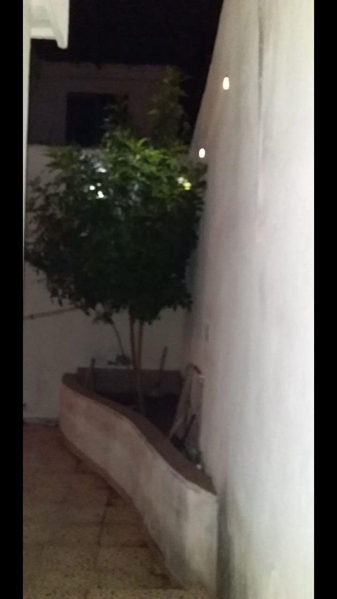 RSTR_oficial's tweet photo. Estos #árboles los plantamos midiendo tan sólo 20 cms de altura, el 27/12/2018
Actualmente miden casi 3 mts, son visitados por cientos de abejas, mariposas, insectos varios y pájaros.
¡#Reforestemos #Monterrey y su área metropolitana!
#Ecología #Reforestación #NL #MedioAmbiente https://t.co/xjDy3wTO3D