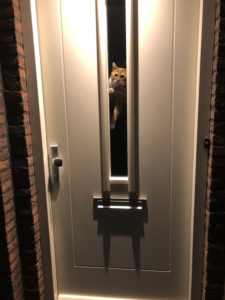 “We kopen niet aan de deur.” - Dirk de kater. #kattenleven