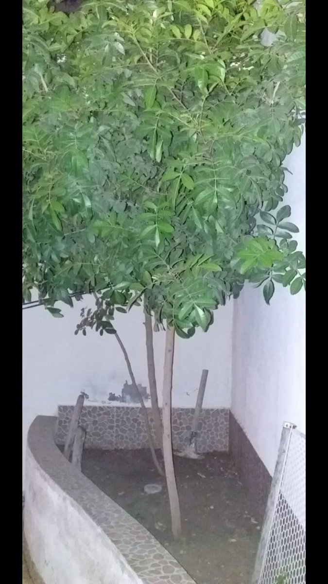 RSTR_oficial's tweet photo. Estos #árboles los plantamos midiendo tan sólo 20 cms de altura, el 27/12/2018
Actualmente miden casi 3 mts, son visitados por cientos de abejas, mariposas, insectos varios y pájaros.
¡#Reforestemos #Monterrey y su área metropolitana!
#Ecología #Reforestación #NL #MedioAmbiente https://t.co/xjDy3wTO3D