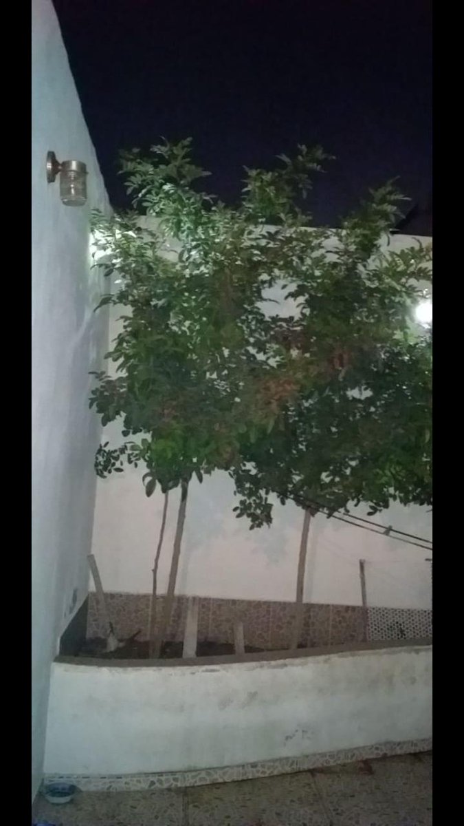 RSTR_oficial's tweet photo. Estos #árboles los plantamos midiendo tan sólo 20 cms de altura, el 27/12/2018
Actualmente miden casi 3 mts, son visitados por cientos de abejas, mariposas, insectos varios y pájaros.
¡#Reforestemos #Monterrey y su área metropolitana!
#Ecología #Reforestación #NL #MedioAmbiente https://t.co/xjDy3wTO3D