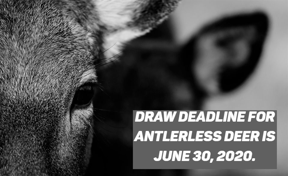 Grandpas_Place1's tweet photo. RT @FishWildlifeON: Have you entered?
The Ontario Antlerless Deer Draw is now open! Save time by applying online at https://t.co/hZFNPdRicn
#DeerHunt #DeerHunting #OntarioHunters #Ontario #Hunting #DeerDraw #Deer https://t.co/Wcny6EwnUl