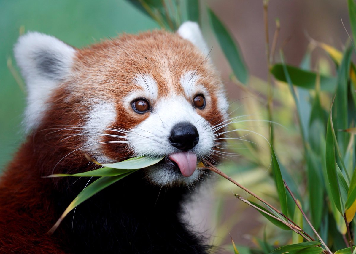 sunchannel's tweet photo. Así es el panda rojo | Anteriormente se creía que ese trataba de una adorable especie organizada en distintas ubicaciones y con diferencias muy ligeras, pero, estudios recientes afirman que se trata de dos especies distintas separadas por un río entre el Himalaya y China.🦊🐼🗻 https://t.co/XKYtCTjXAF