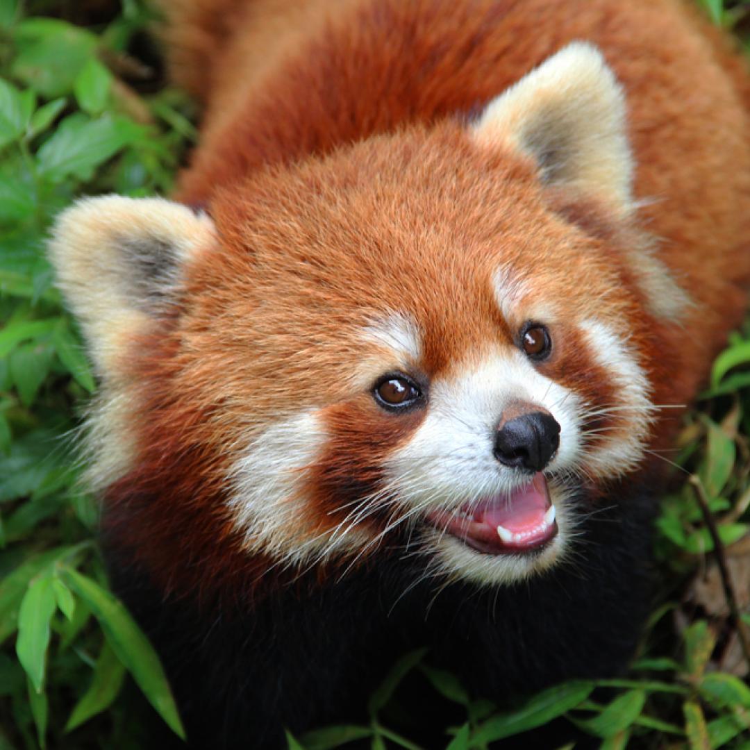 sunchannel's tweet photo. Así es el panda rojo | Anteriormente se creía que ese trataba de una adorable especie organizada en distintas ubicaciones y con diferencias muy ligeras, pero, estudios recientes afirman que se trata de dos especies distintas separadas por un río entre el Himalaya y China.🦊🐼🗻 https://t.co/XKYtCTjXAF