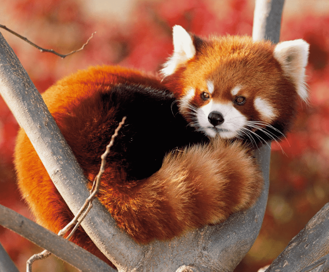 sunchannel's tweet photo. Así es el panda rojo | Anteriormente se creía que ese trataba de una adorable especie organizada en distintas ubicaciones y con diferencias muy ligeras, pero, estudios recientes afirman que se trata de dos especies distintas separadas por un río entre el Himalaya y China.🦊🐼🗻 https://t.co/XKYtCTjXAF