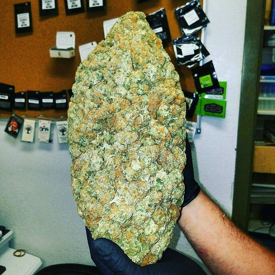 steveburn13's tweet photo. #hash #hightimes #cannabis #hashsociety #cannabiscommunity #hazesociety #glassofig #bubblehash #hitmanglass #hashish #cali #legalizabrasil #blunt #cali #fullmelt #hashporn #colorado https://t.co/BWtwpJU3ge https://t.co/AUPiaTKnuC