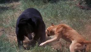 DansFinalSay's tweet photo. #Bales2020FilmChallenge Day 3: Wildlife in Movie @bales1181 

#OldYeller

(I know it's technically Day 4 but I didn't want to miss a day. Will be back later with my Day 4 tweet) https://t.co/f5VDlFHr8d