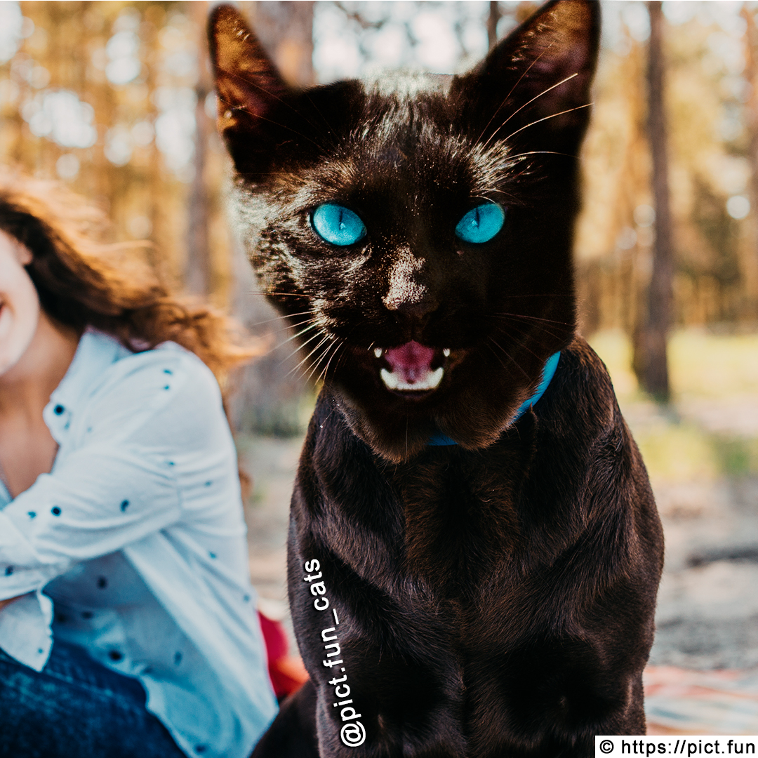 pict_fun's tweet photo. A Cat Dog 🐕

#pict_fun #cats #catstagram #catsofinstagram #meowed #catmemes #purr #cats_of_world #catsoftwitter #catlovers #lovecats #kawaii #cutecats #purrfect #cutecat #pet #meow #petsagram #petsoftwitter #kitty #animals #cute #cuteanimals #dog #cutedog #dogcat https://t.co/9Op4uwBZEY