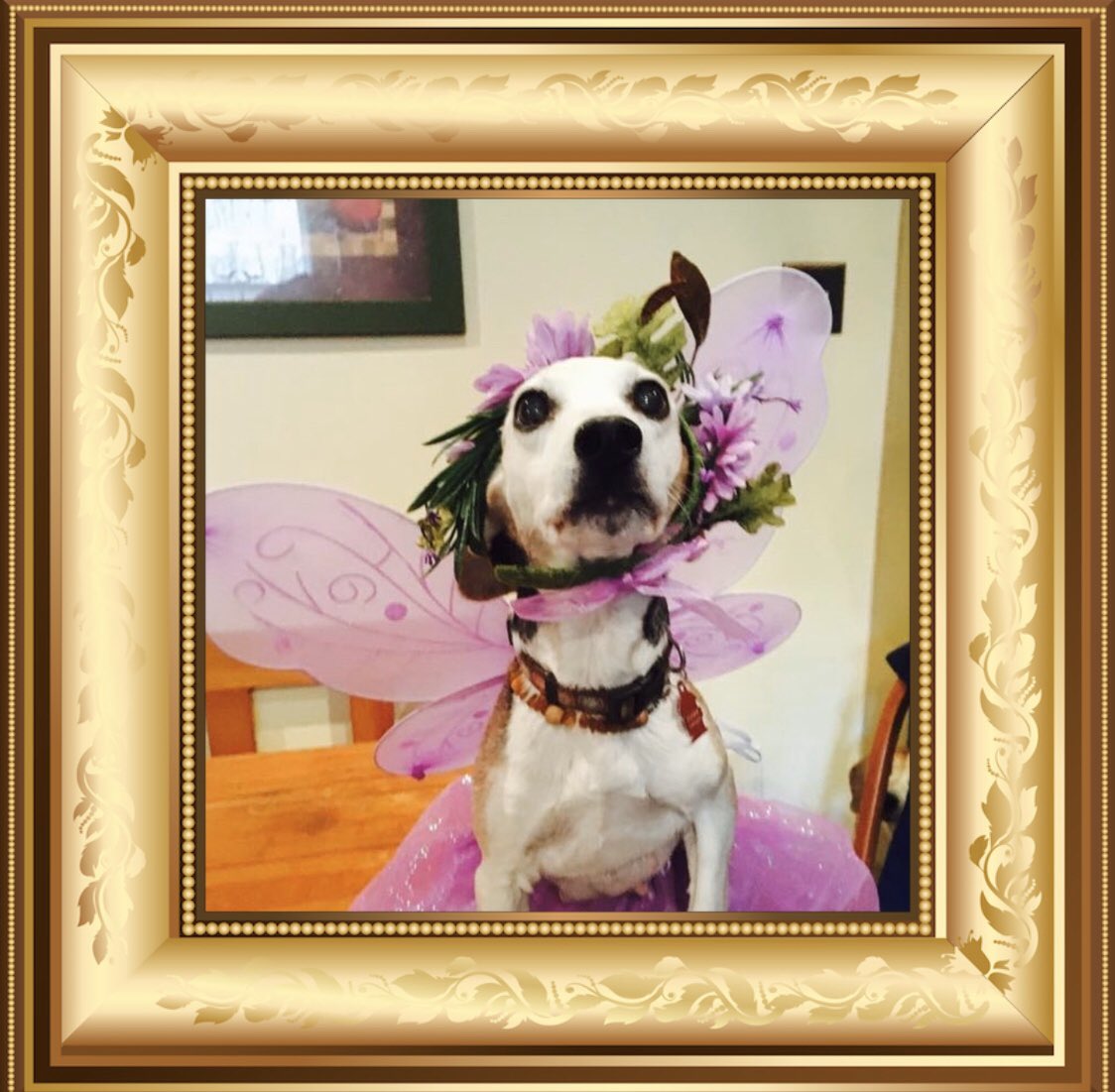 MisfitDogRescue's tweet photo. I should be so lucky to be a Misfit. I aspire to be a Misfit 🐾 Clare Danes   #MisfitsAlumni #BeautifulSouls #MisfitsRule #MisfitsareUnique + #MisfitsMaketheWorldGoRound #Dogs #AdoptDontShop #BeKind #StandOut #PawsUp #BeYou 🐶 https://t.co/hCqKaP1G7q