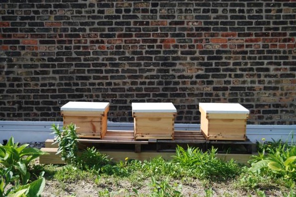 alliance_kind's tweet photo. Yesterday we met with @brkthru and @TheRoofCrop to begin garden planning!  Check out our insta: https://t.co/EkLbLq7fsW  #savethebees #teachinggarden #urbangardens #westsidechicago https://t.co/WUQHRifyZH