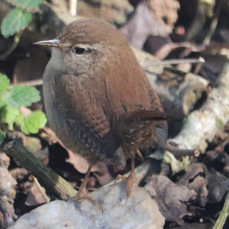 Few seconds sitting in the sun,  beautiful wren.  #birds #naturephotography #gardenfornature