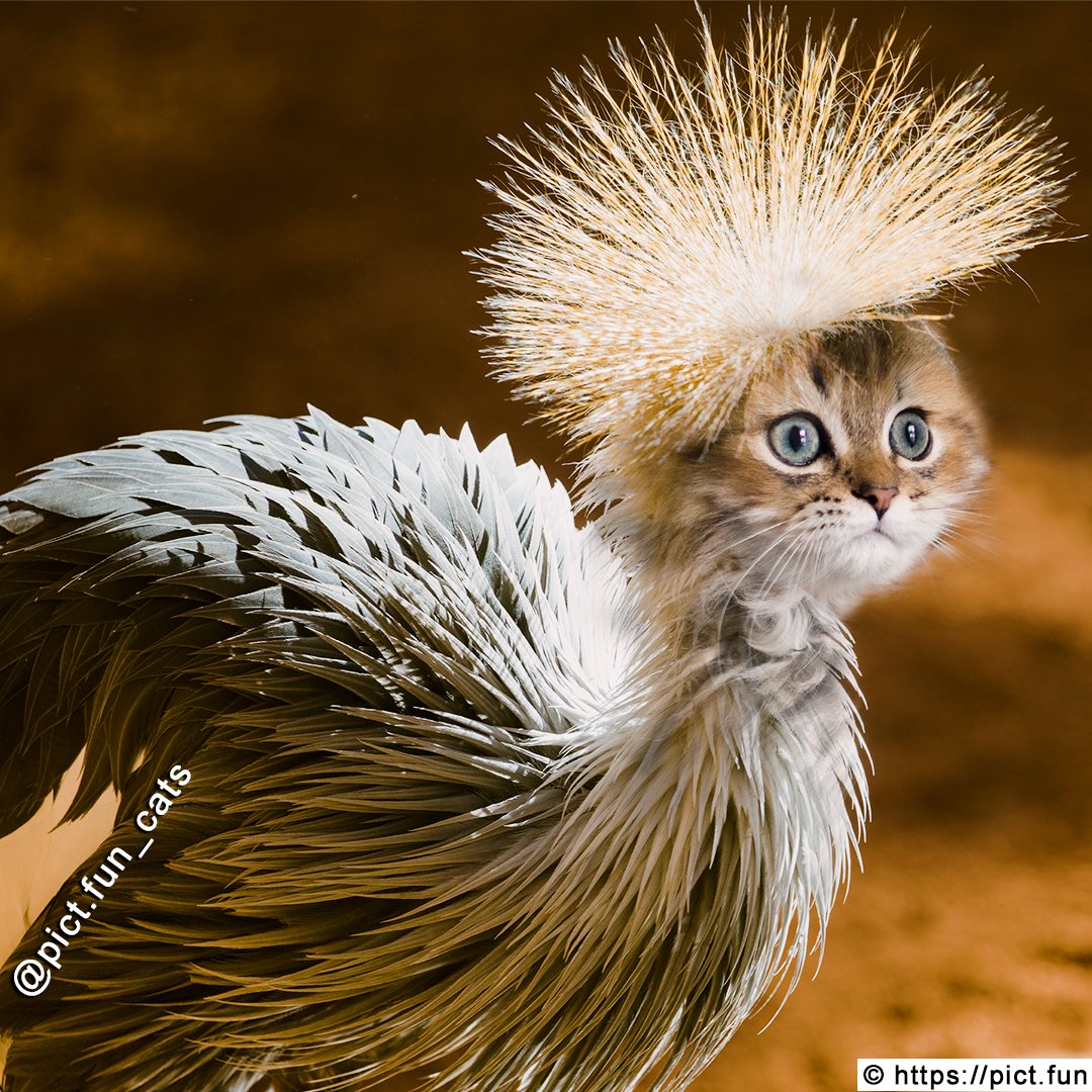 pict_fun's tweet photo. A Crane Cat 💐

#pict_fun #cats #catstagram #catsofinstagram #meowed #catmemes #purr #cats_of_world #catsoftwitter #catlovers #lovecats #kawaii #cutecats #purrfect #cutecat #pet #meow #petsagram #petsoftwitter #kitty #animals #cute #cuteanimals #crane #cutecrane #cranecat https://t.co/x0tCWEMj0d