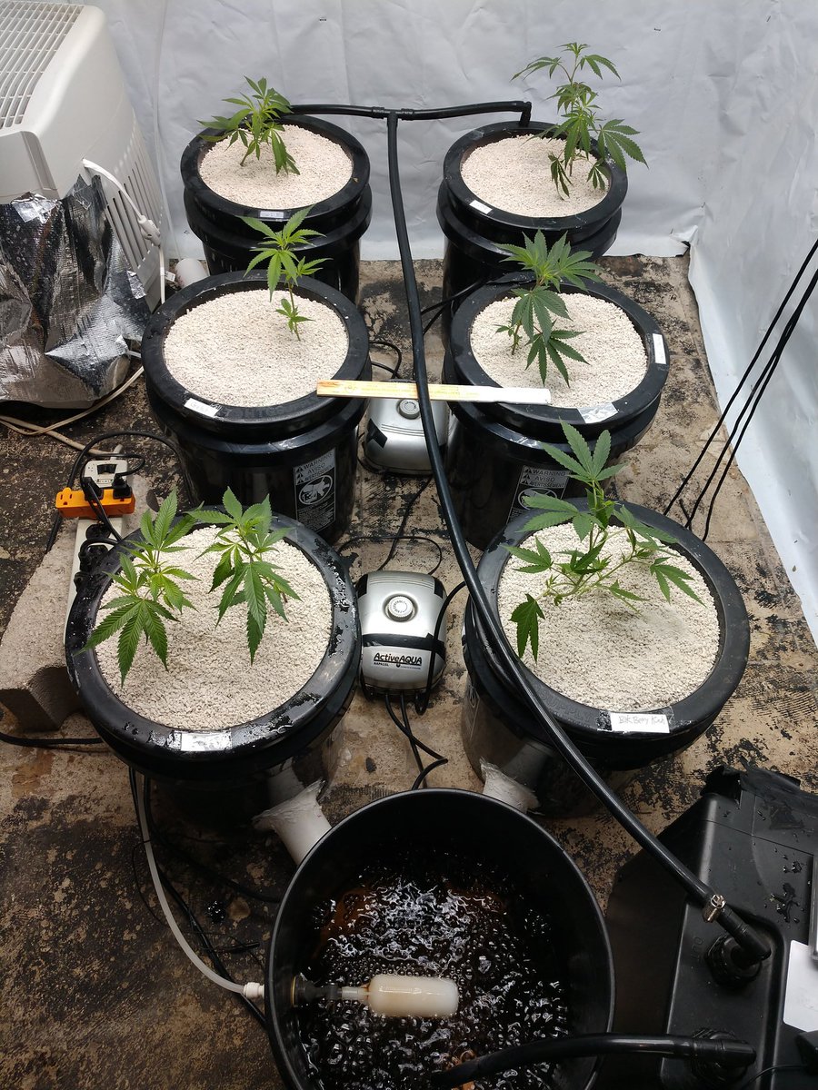 BudHydroGuy's tweet photo. I would argue that Sam at the Clone Depot in Detroit is the best indoor gardener on the planet! https://t.co/rGsCcMQISZ
