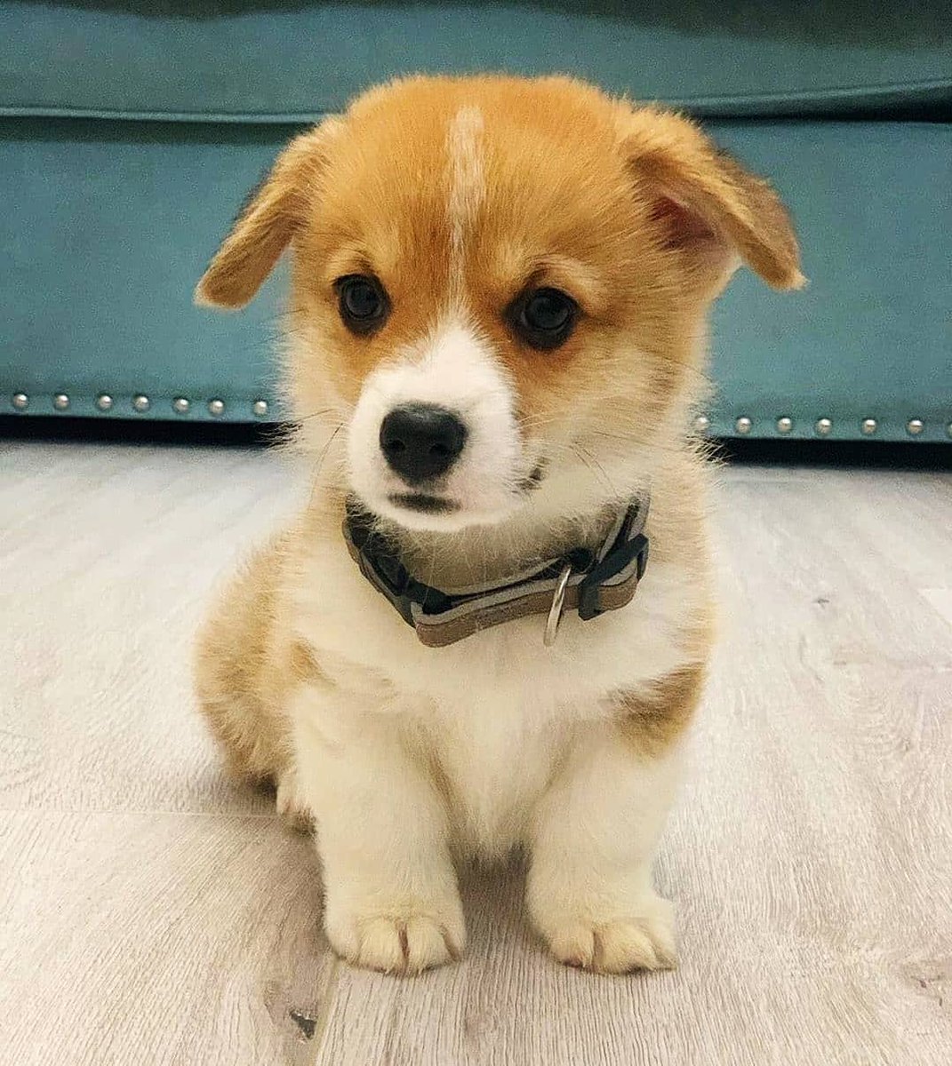 corgilovers3's tweet photo. mean... Come on... 😍🤯😍
•
📷 : @ryan.corgi.pes
#corgiplanet #corgilife #corgigram #instagramcorgis 
#corgioftheday  Dixie Chicks #BlackSwan  Alex Trebek https://t.co/hbpJymQZEi