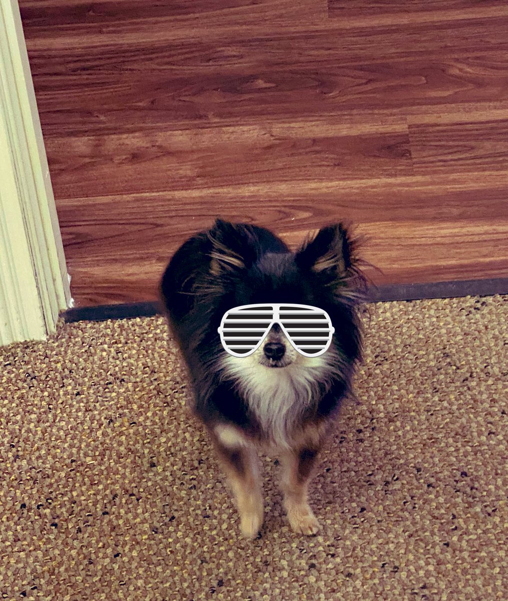 MrsAlexander83's tweet photo. Our office mascot on the hunt for snacks! #adamsinsurance #izzy @Sindiadams https://t.co/SuVB2SqDnw