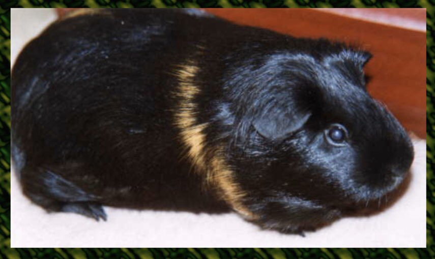 TuftyPiggie's tweet photo. @PigBobby @MerlinFlash This is a pigture of one of PigMumโs original piggies, Tribble. We think sheโs a bit of a #Bobbylookalike too (sadly she passed over the bridge long ago). One of the many reasons she has a soft spot for both of you. ๐ https://t.co/dvS9wvNRTo
