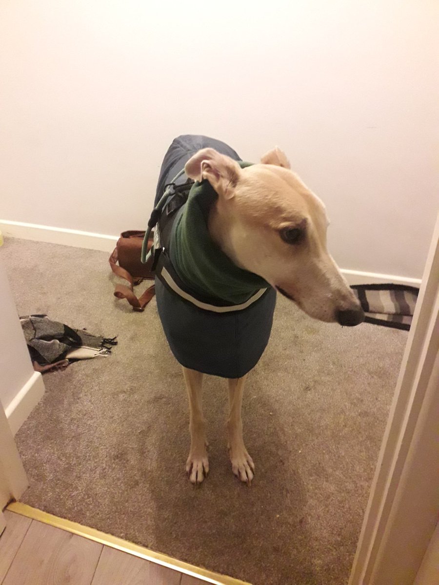 Robert The Greyhound tweet media