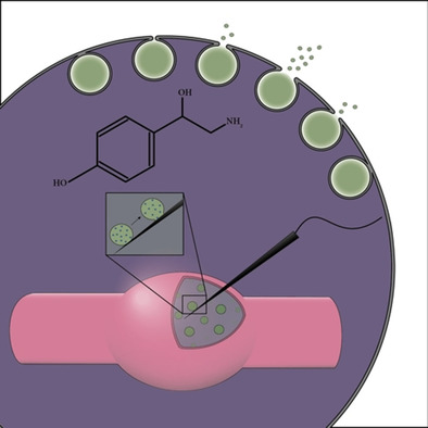 angew_chem's tweet photo. Intracellular Electrochemical Nanomeasurements Reveal that Exocytosis of Molecules at Living Neurons is Subquantal and Complex (Ewing) https://t.co/VFHY2wYdQB https://t.co/6KfYJc5i4v