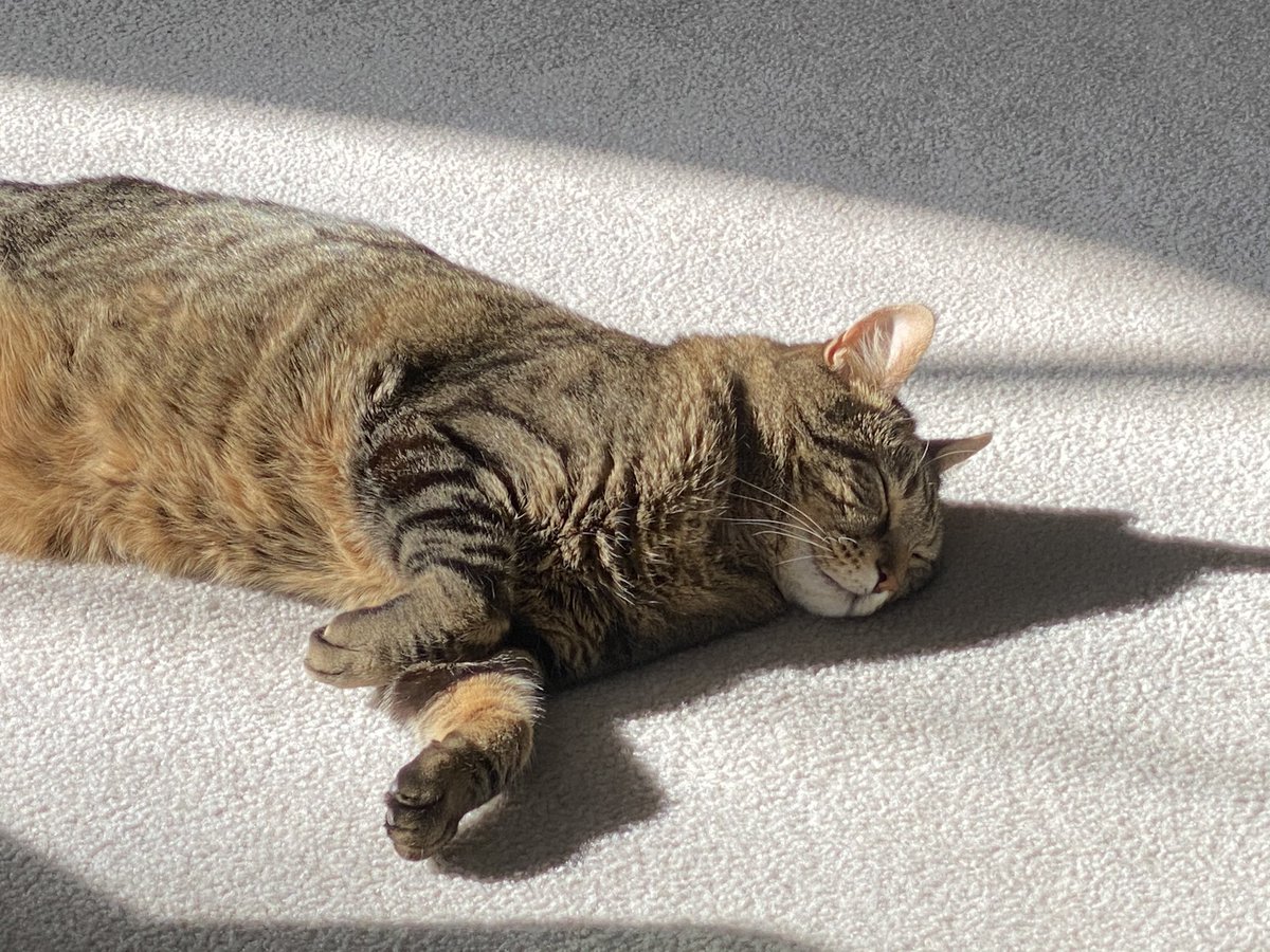 thecrencat's tweet photo. https://t.co/7D36DkIxA5